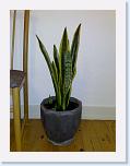 mother-in-law's tongue. Sansevieria trifasciata * Svigermors skarpe tunge en simpel plante som er meget enkel og kræver ikke så meget. mother-in-law's tongue a simple plant very simple and does not demand muth care. Latin: Sansevieria trifasciata * 1944 x 2592 * (625KB)